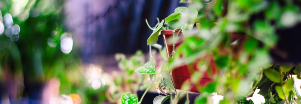 Plantas