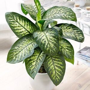 Dieffenbachia